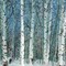 Birchgrove Poster Print by James Burghardt - Item # VARPDX19900